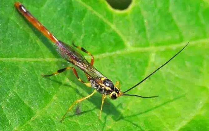 寄生蜂的種類及圖片大全 廣黑點瘤姬蜂