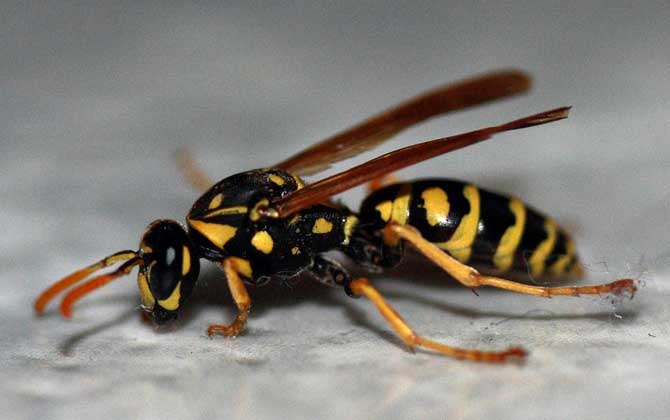 馬蜂最簡單的驅趕方法 馬蜂