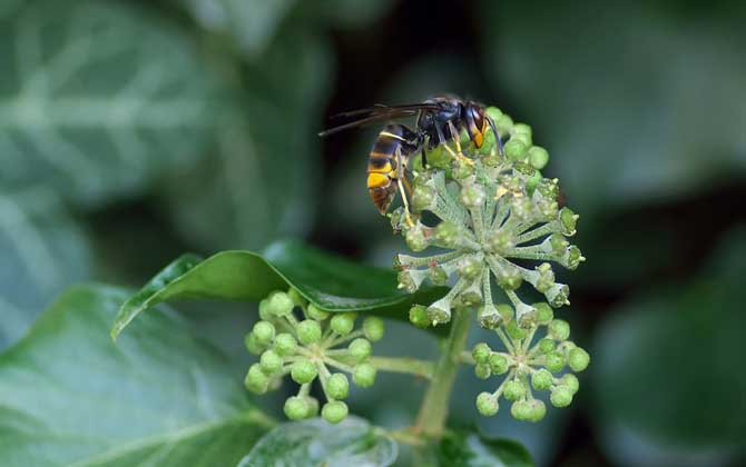 馬蜂蟄了消腫最快的方法 馬蜂
