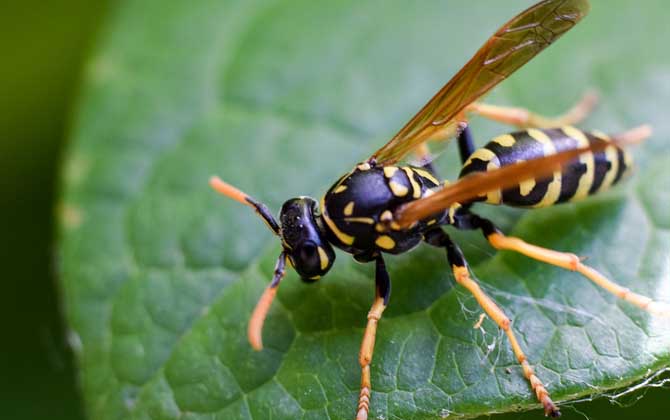 馬蜂蟄后多久才能放心? 馬蜂