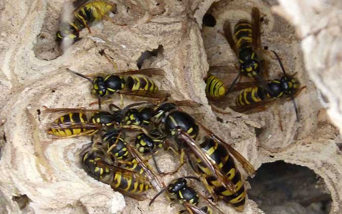 家里有馬蜂窩的預兆是什么? 馬蜂窩