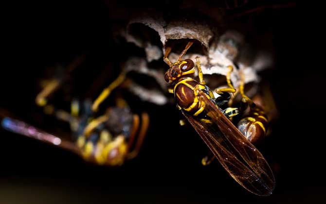 家里有馬蜂窩的預兆是什么? 馬蜂窩