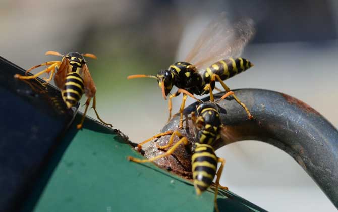牛角蜂怕什么味道? 牛角蜂