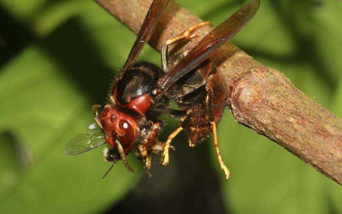 被地雷蜂蟄了怎么辦? 地雷蜂