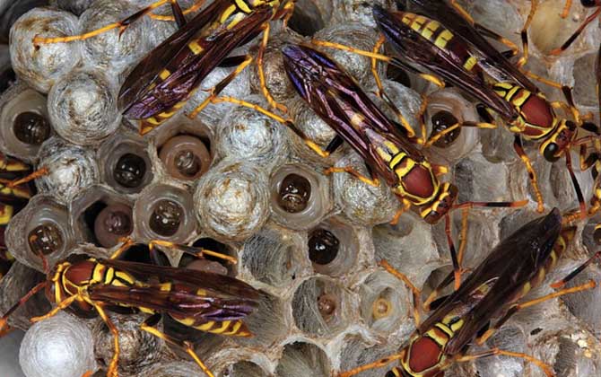 打死一只馬蜂會報復嗎? 馬蜂