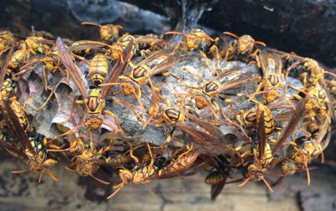 窗外有馬蜂窩吉利嗎? 馬蜂窩