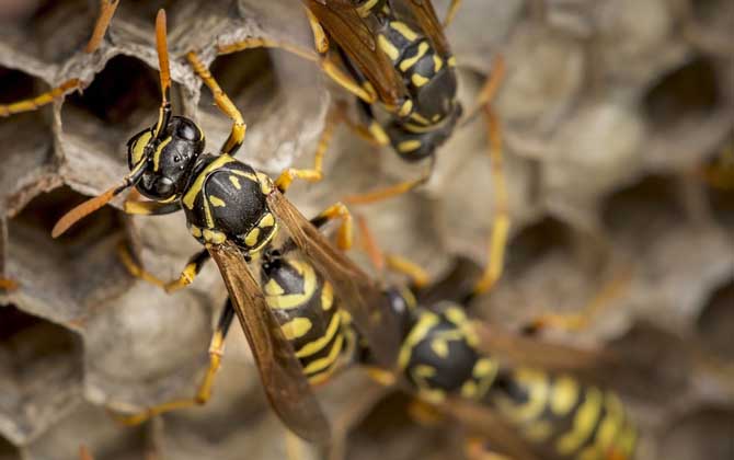 馬蜂在窗戶角筑巢怎么辦? 馬蜂