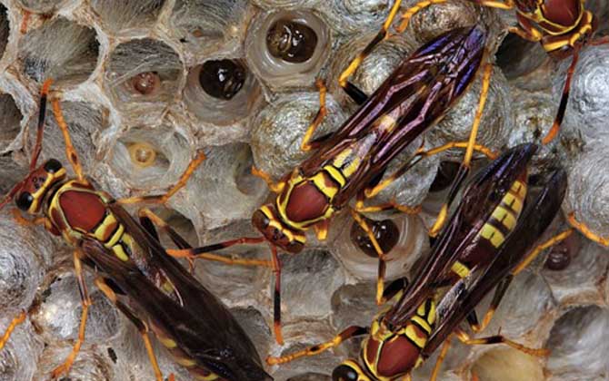 馬蜂在窗戶角筑巢怎么辦? 馬蜂