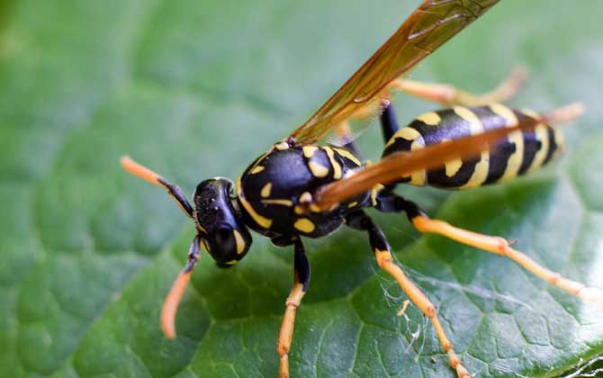 黃蜂進家里預兆死人是真的嗎? 黃蜂