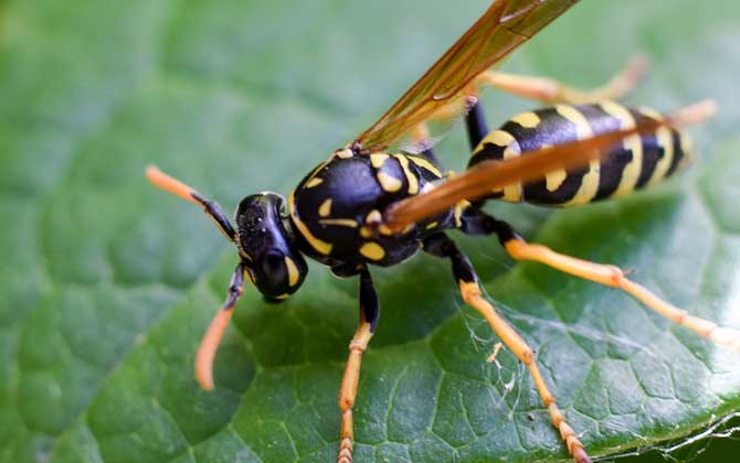 馬蜂蟄了腫了抹什么藥? 馬蜂