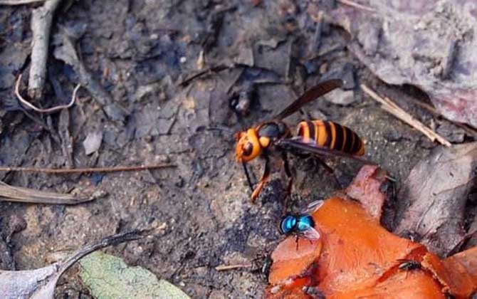 地雷蜂的種類及圖片大全 金環(huán)胡蜂