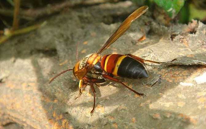 虎頭蜂