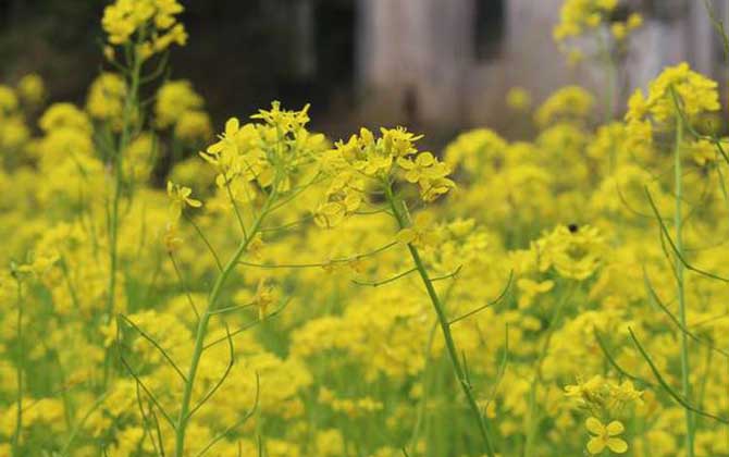 油菜花什么時(shí)候開(kāi)花? 油菜花
