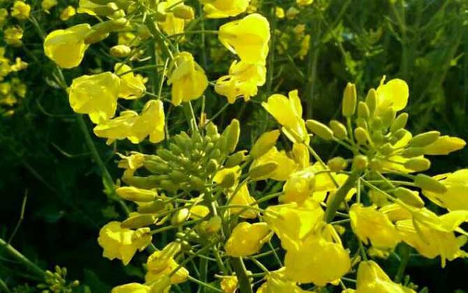 油菜花什么時(shí)候開(kāi)花? 油菜花