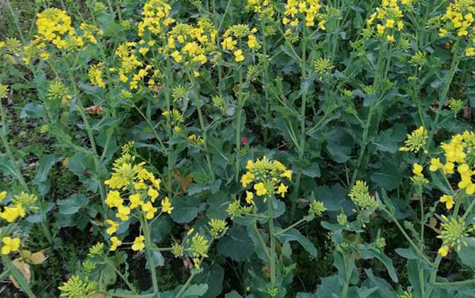 油菜花什么時(shí)候開(kāi)花? 油菜花