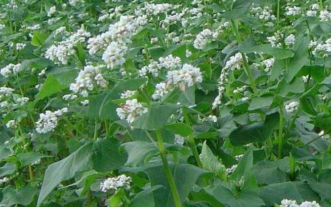 秋季有哪些主要蜜源植物? 蕎麥