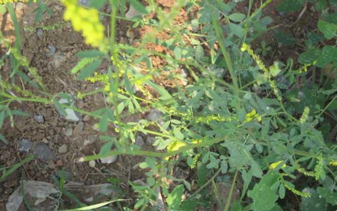 草木樨什么時候開花? 草木樨