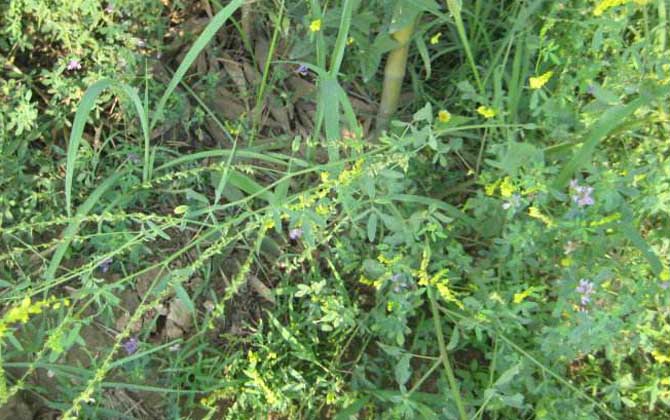 草木樨什么時候開花? 草木樨