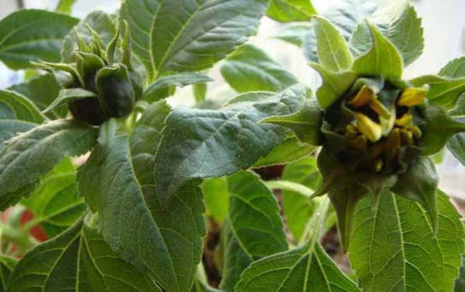 向日葵什么時(shí)候開花? 向日葵