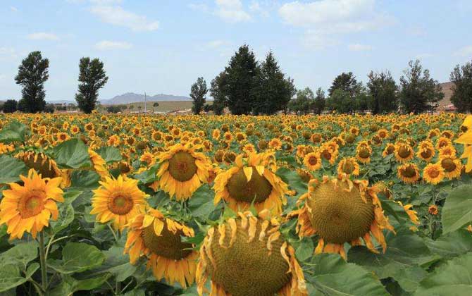 向日葵什么時(shí)候開花? 向日葵