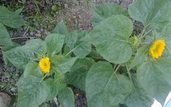 向日葵什么時(shí)候開花? 向日葵