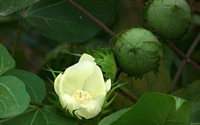 棉花什么時候開花? 棉花