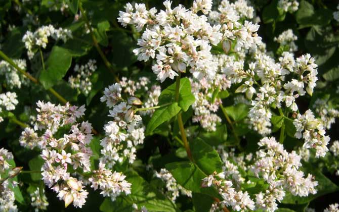 蕎麥什么時候開花? 蕎麥