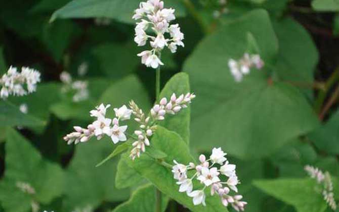 蕎麥什么時候開花? 蕎麥
