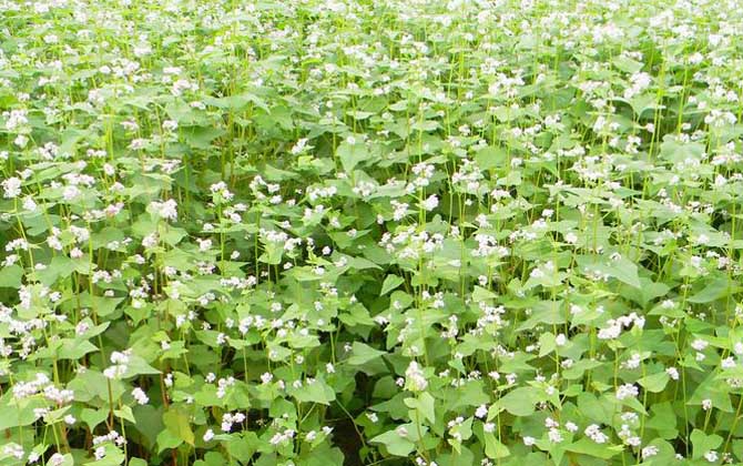 蕎麥什么時候開花? 蕎麥