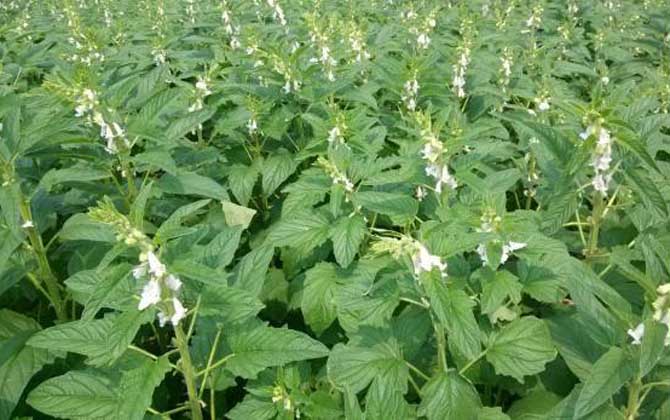 芝麻什么時(shí)候開(kāi)花? 芝麻