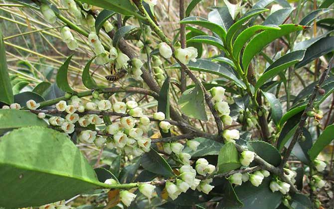 野桂花什么時候開花? 野桂花