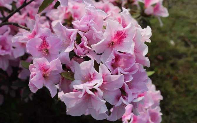 杜鵑花什么時候開? 杜鵑花
