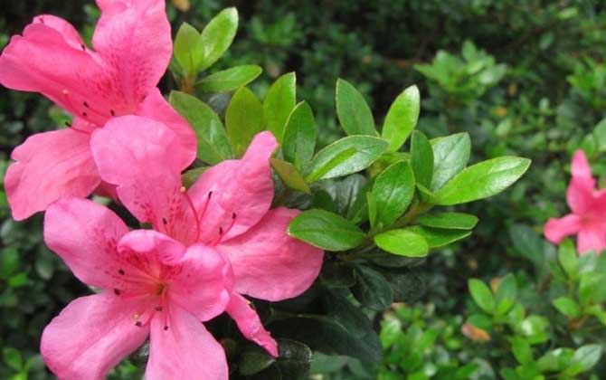 杜鵑花什么時候開? 杜鵑花