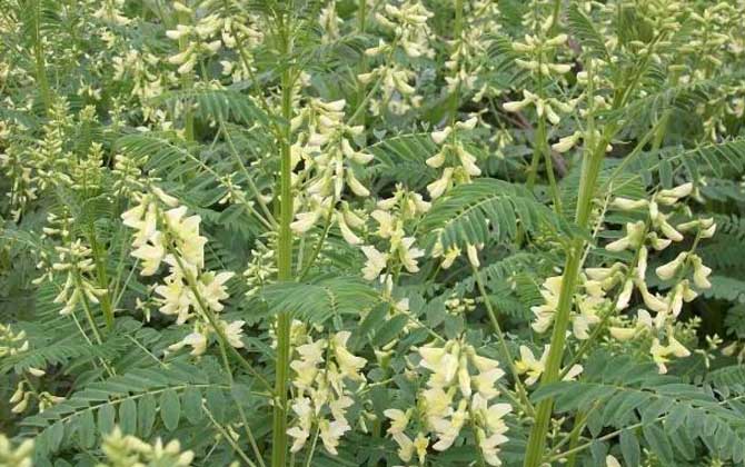 黃芪什么時候開花? 黃芪