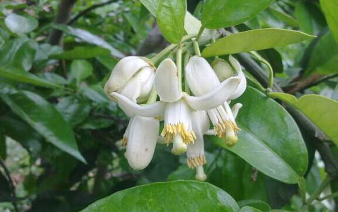 橙樹什么時候開花? 橙樹