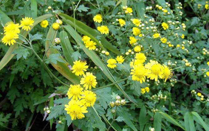 野菊花什么時候開花? 野菊花