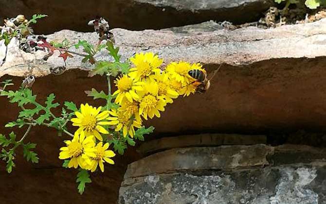 野菊花什么時候開花? 野菊花