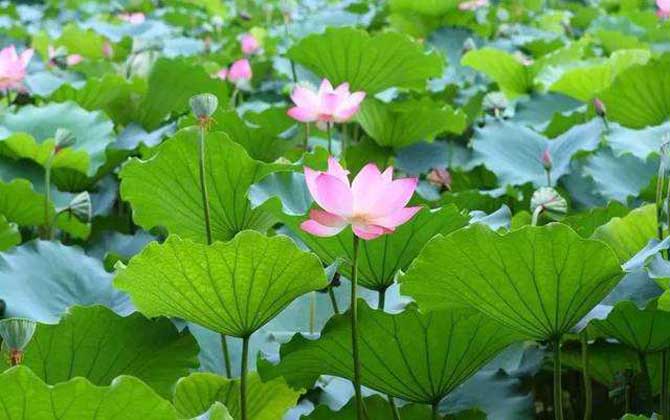 荷花什么時候開花? 荷花