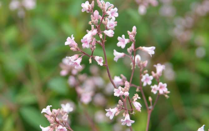 羅布麻什么時候開花? 羅布麻