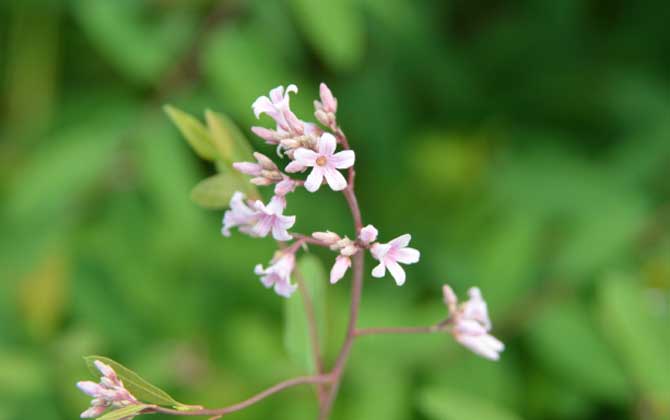 羅布麻什么時候開花? 羅布麻