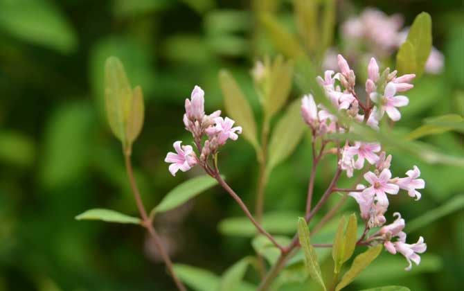 羅布麻什么時候開花? 羅布麻