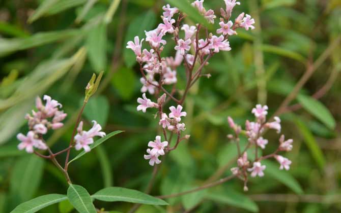 羅布麻什么時候開花? 羅布麻