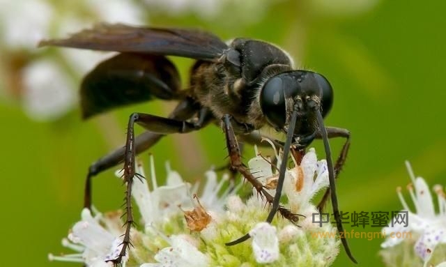 東北黑蜂演化史概述 東北黑蜂