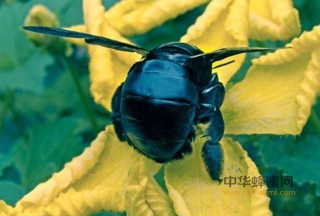 東北黑蜂 東北黑蜂
