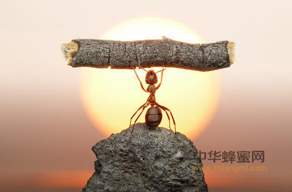 蜜蜂與佛典故事 蜜蜂與佛典故事