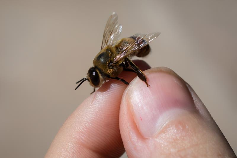 第一張蜜蜂分布世界地圖公布，填補了知識空白，也讓科學家吃驚了