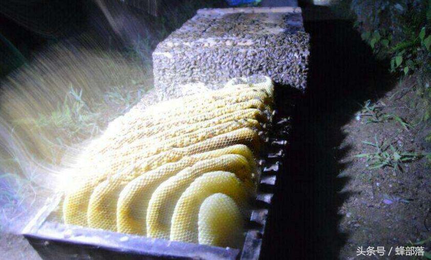 古代人們是如何取蜜的？現代養蜂人看了都心痛