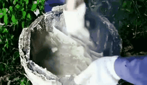 探尋養蜂人，取蜂蜜要用煙熏