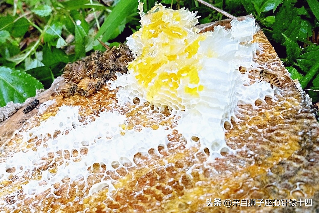 探尋養蜂人，取蜂蜜要用煙熏