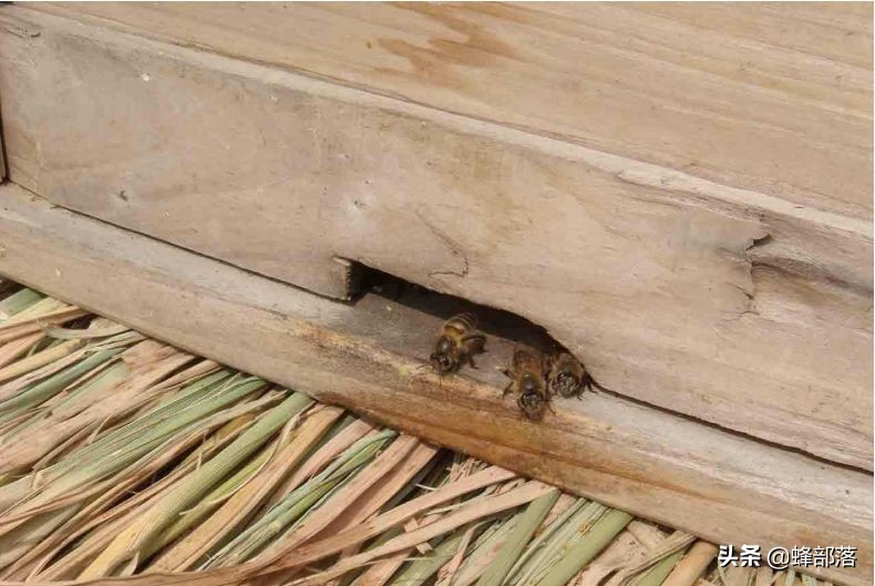 深洞中的土蜂蜜怎么取？農村人的土辦法，不挖不撬一網打盡